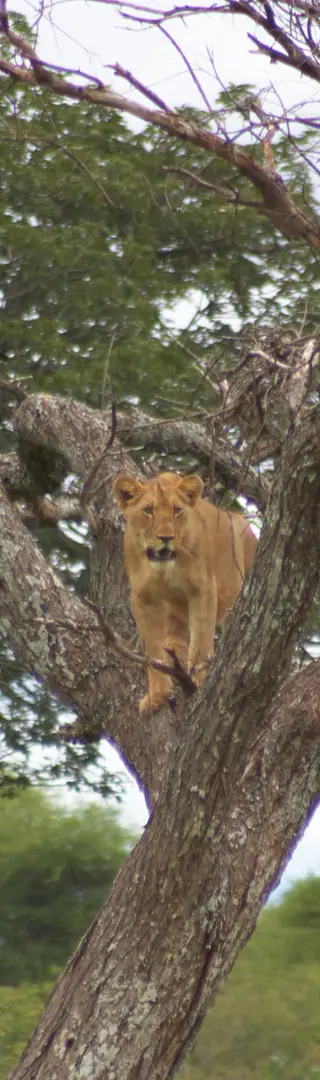 Tarangire Nationalpark